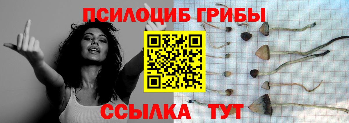 Галлюциногенные грибы мицелий  Вход с VPN  Кольчугино 